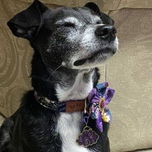 Meet your Posher, Lana